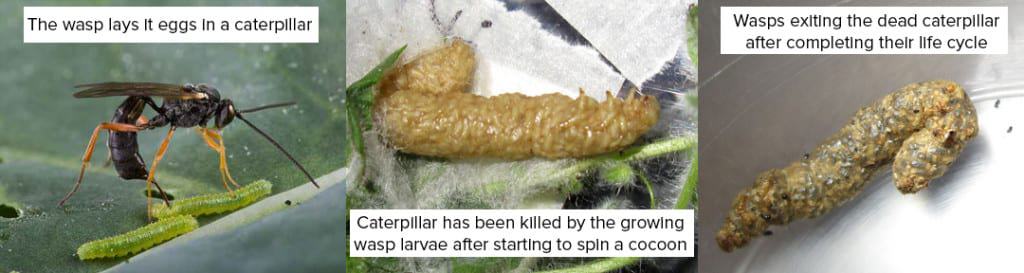 parasitoid-wasps