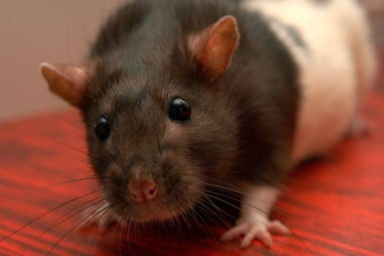 Pet Rats Safe or Not? Pointe Pest Control