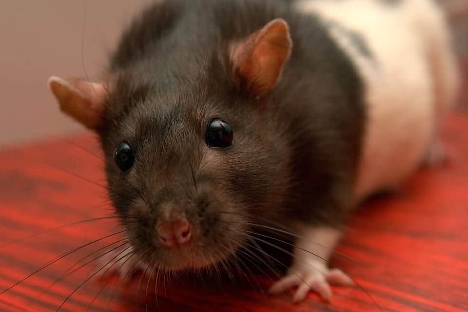 Pet Rats Safe or Not? Pointe Pest Control