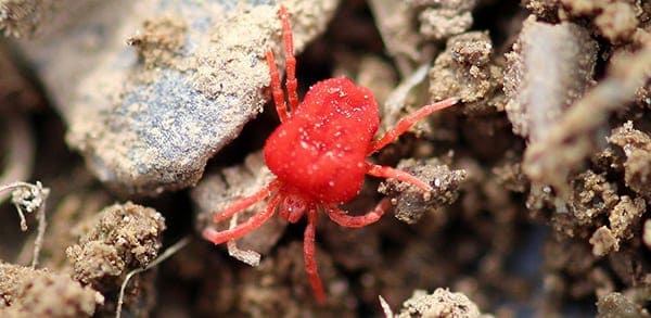mite