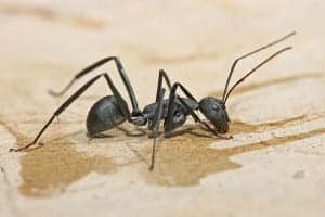 800px Carpenter ant Tanzania crop11 800px-Carpenter_ant_Tanzania_crop