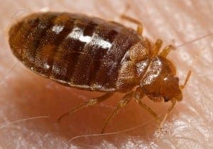 Bed bug Cimex lectularius11 Bed_bug,_Cimex_lectularius