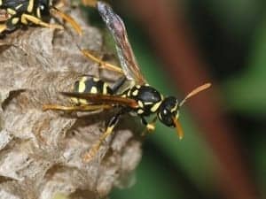 Wasp May 2008 1111 Wasp_May_2008-11