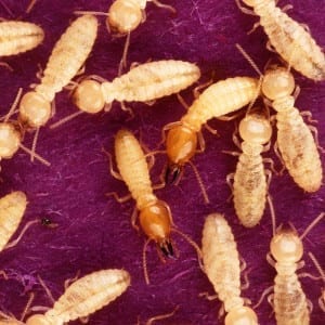 formosantermites1 formosantermites