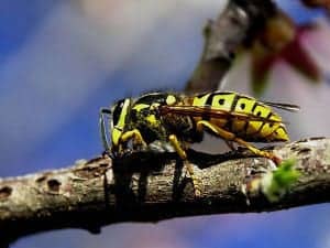 full yellowjacket11 full_yellowjacket