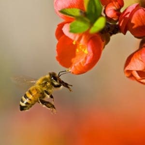 honeybee1 honeybee