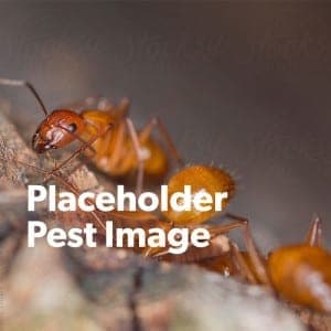 pest placeholder1 pest-placeholder