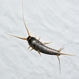 silverfish1 silverfish