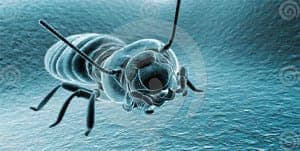 xray termite1 xray-termite