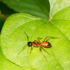 argentine ant1 argentine-ant