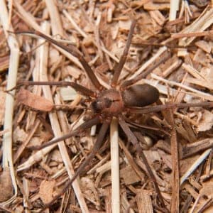 brown recluse1 brown-recluse