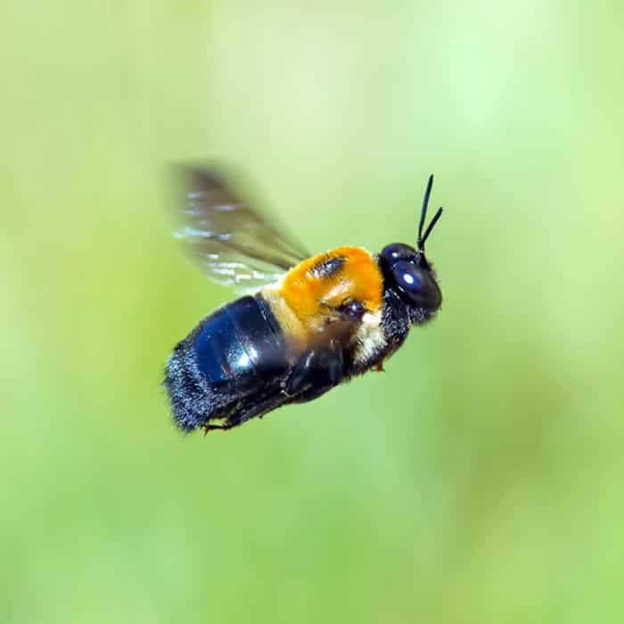 Investigate Carpenter Bees: Pointe Pest Control