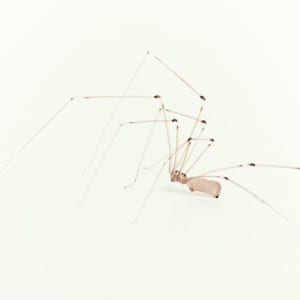 cellar spider1 cellar-spider
