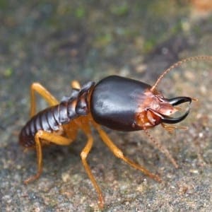 drywoodtermite1 drywoodtermite