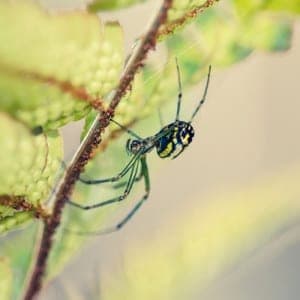 gardenspider1 gardenspider