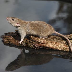 norway rat1 norway-rat