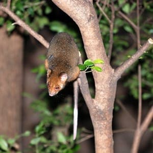 roofrat1 roofrat