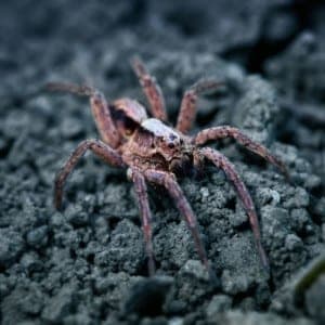 pest control, green pest services, environmentally safe pest control