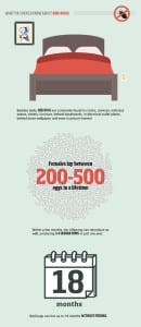 infographic bed bugs1 infographic-bed-bugs