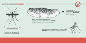 infographic mosquitos1 infographic-mosquitos