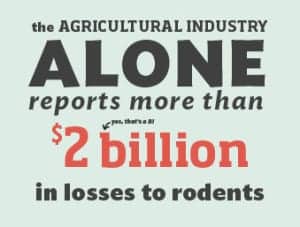 rodents chew through 2 billion1 rodents-chew-through-2-billion