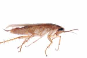 dreamstimeextrasmall 160473771 German Cockroach