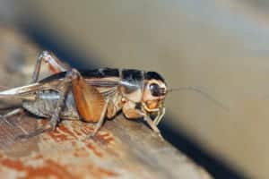 dreamstimeextrasmall 268520691 Crickets