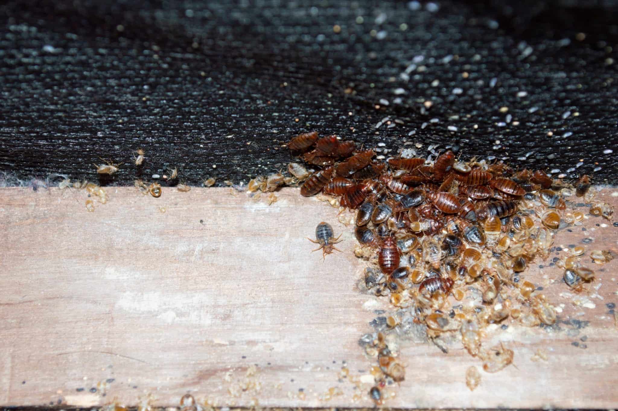 bed bug mess scaled Avoid the “Beauties” of Nature Inside