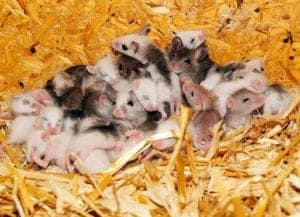mice 395831 1920 mice-395831_1920