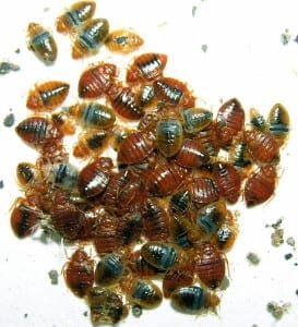 bedbug bedbug