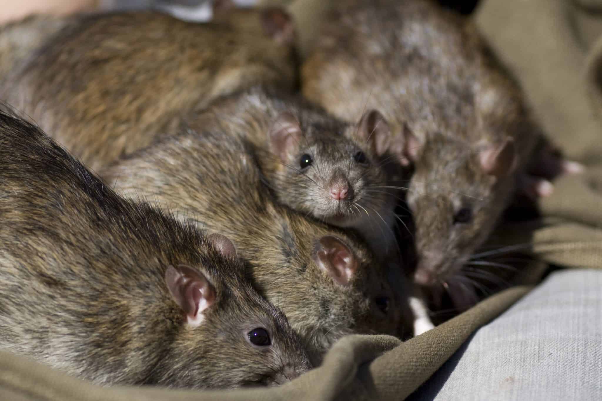 rat norway 5 scaled Top 5: Rattiest Cities in the World