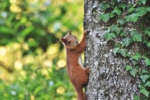 squirrel 4473622 1920 squirrel-4473622_1920