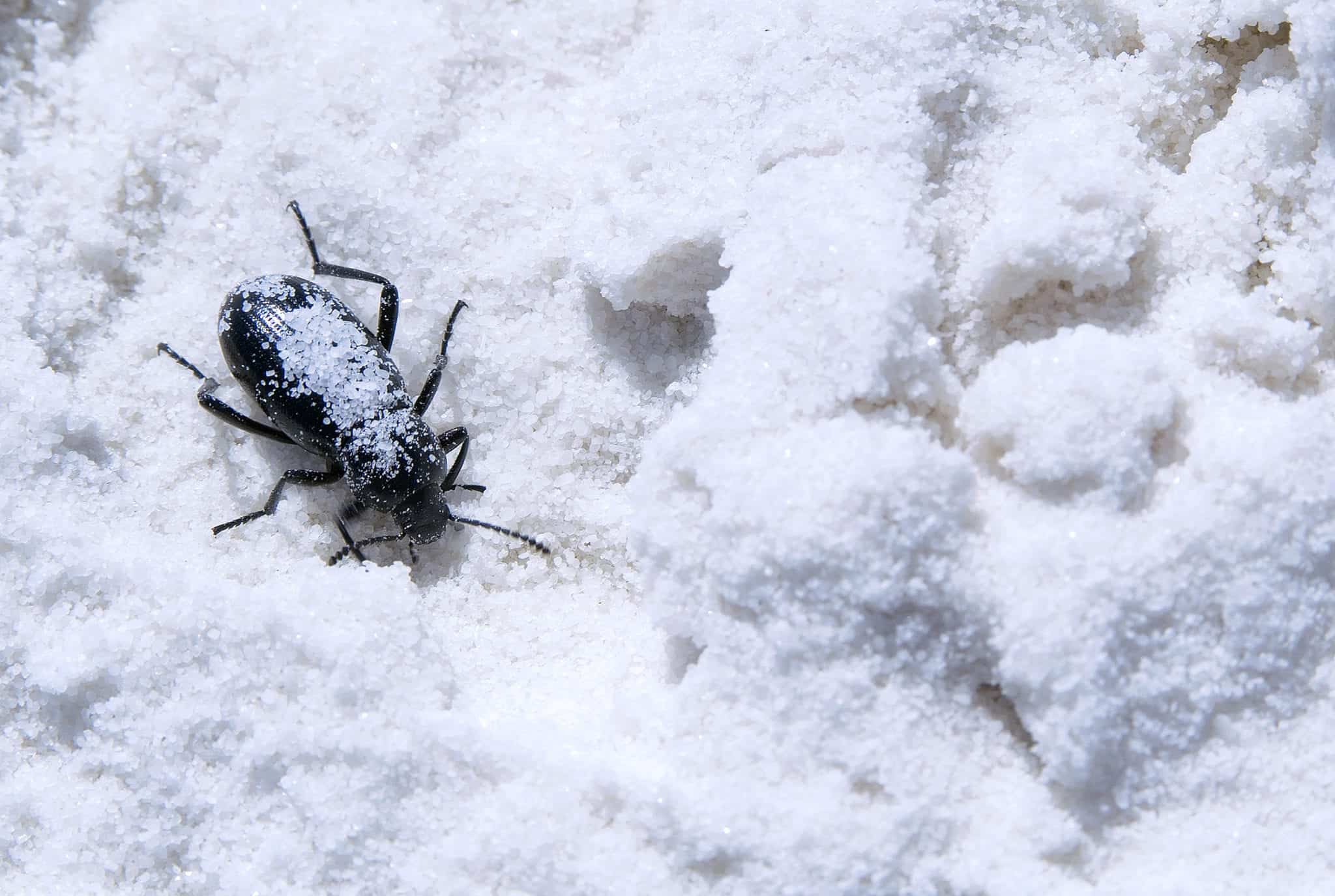 Winter bugs 4 Tips to Winter Pest-Proof Your Home