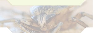 frog bg new frog_bg_new