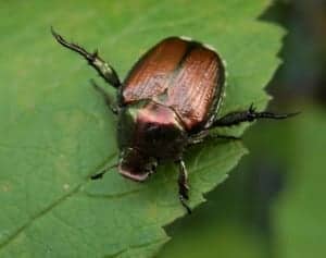 Japanese Beetle OLYMPUS DIGITAL CAMERA