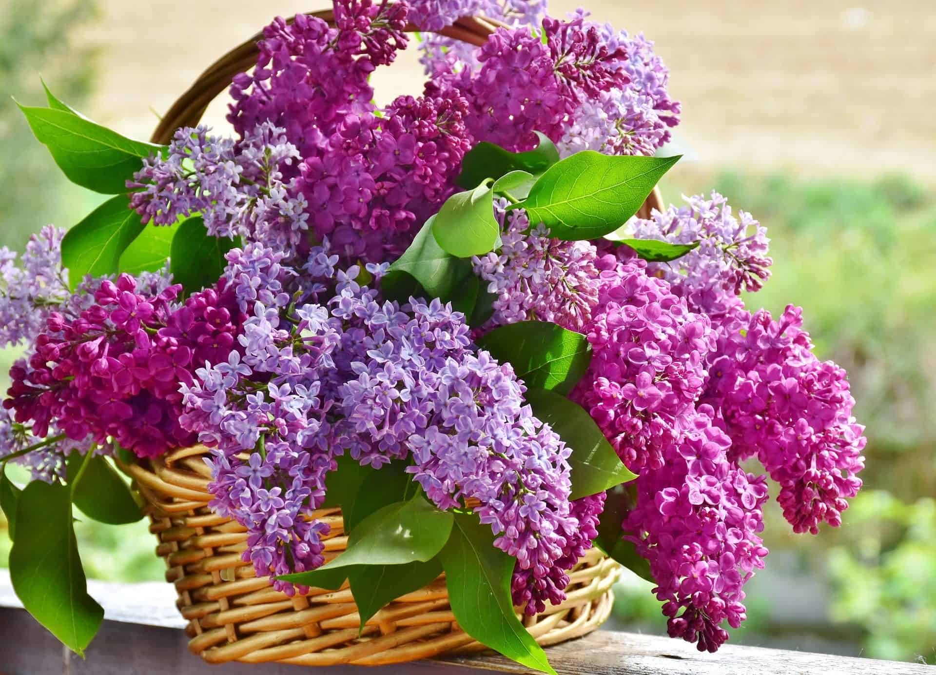 lilac 3366467 1920 Top 4 Spring Pests in Gold Coast