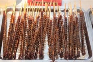 centipedes centipedes