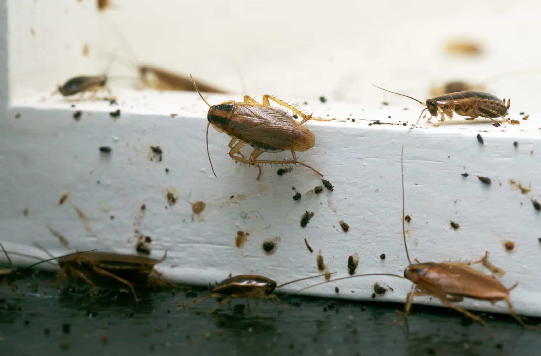 german raoch 4 scaled Do You Have These Allergy-Causing Pests in Your Naperville Home?