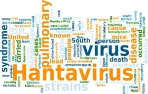 Hantavirus word cloud