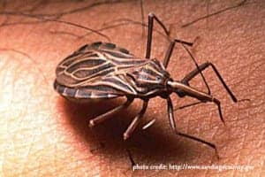 kissingbug kissingbug