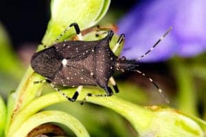Spined Soldier Bugs Spined Soldier Bugs