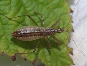 damselbug damselbug
