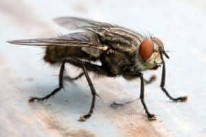 fly 209823907 fly-209823907