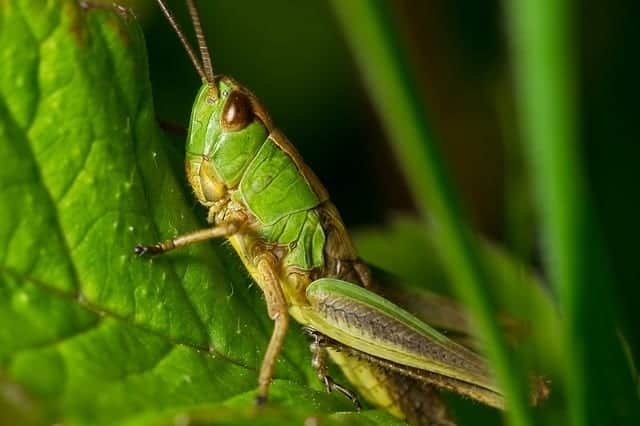 grasshopper