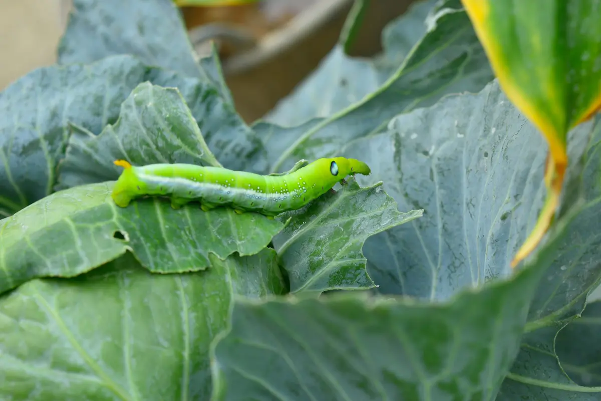 Bright green caterpillar crawling on cabbage leaves