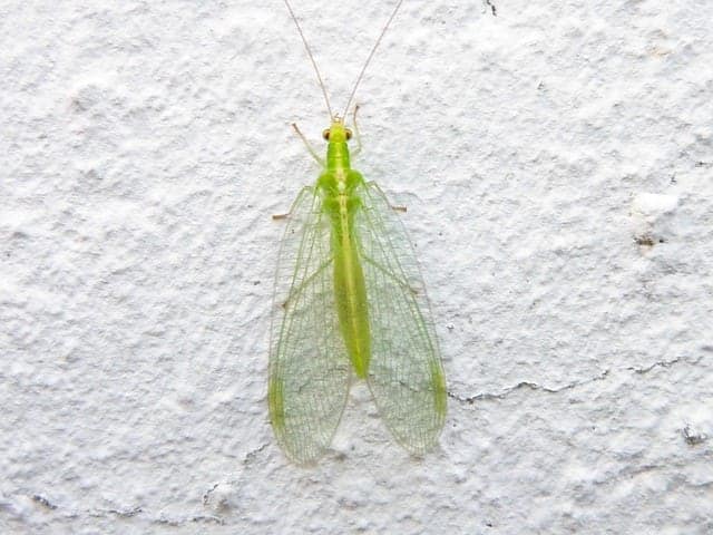 lacewing-455965_640