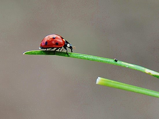 ladybug-169942