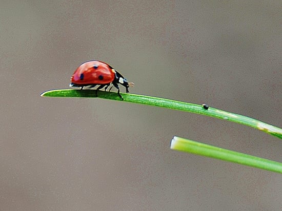 ladybug