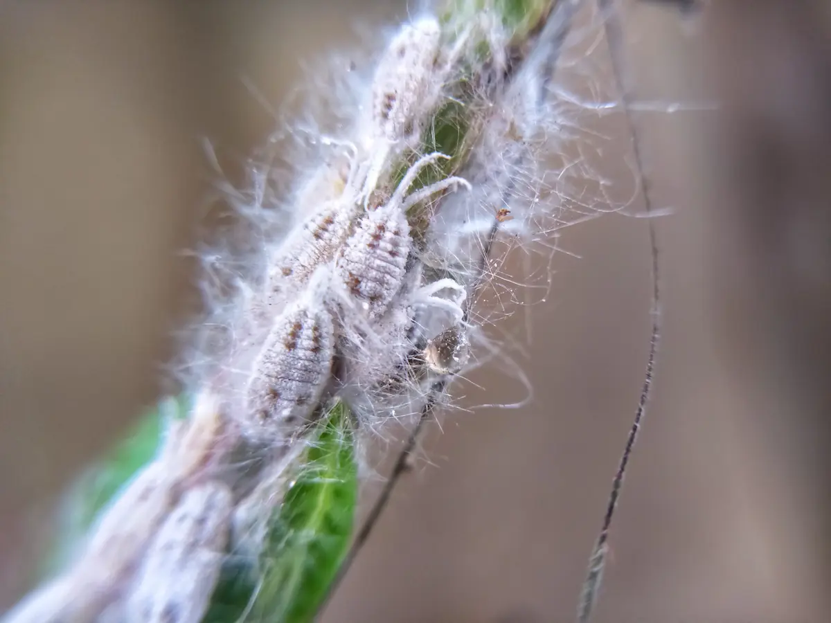 White fuzzy mealybugs clustered on a plant stem