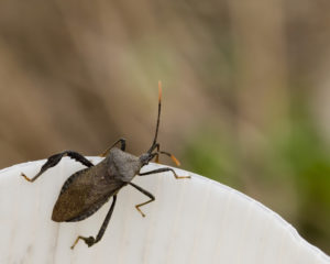 shutterstock 11973802 Leaf-footed,Bug,Perched,On,A,White,Pipe,Outdoors.